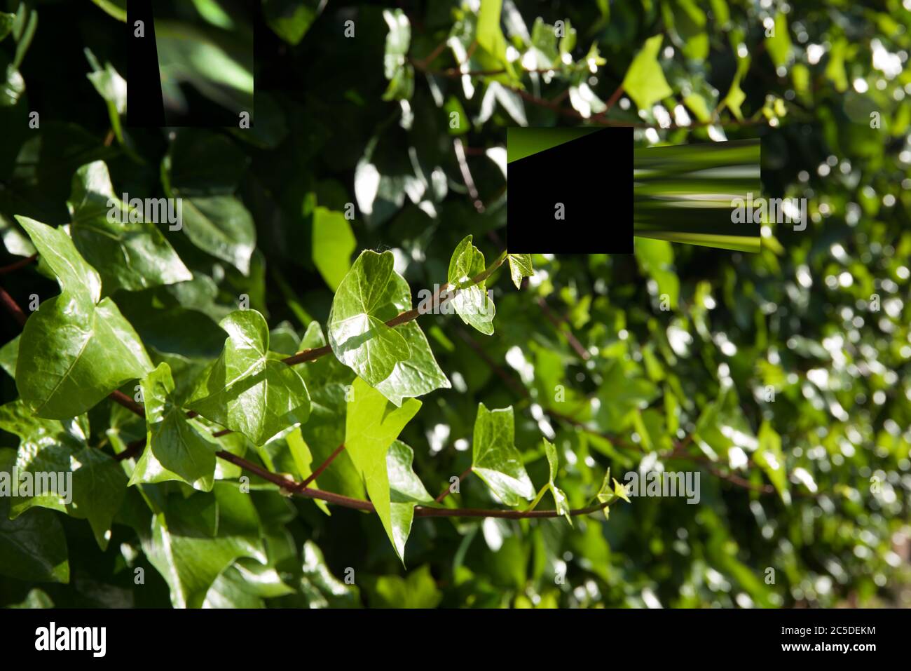 Efeu-Hintergrund mit hoher Auflösung. Stockfoto