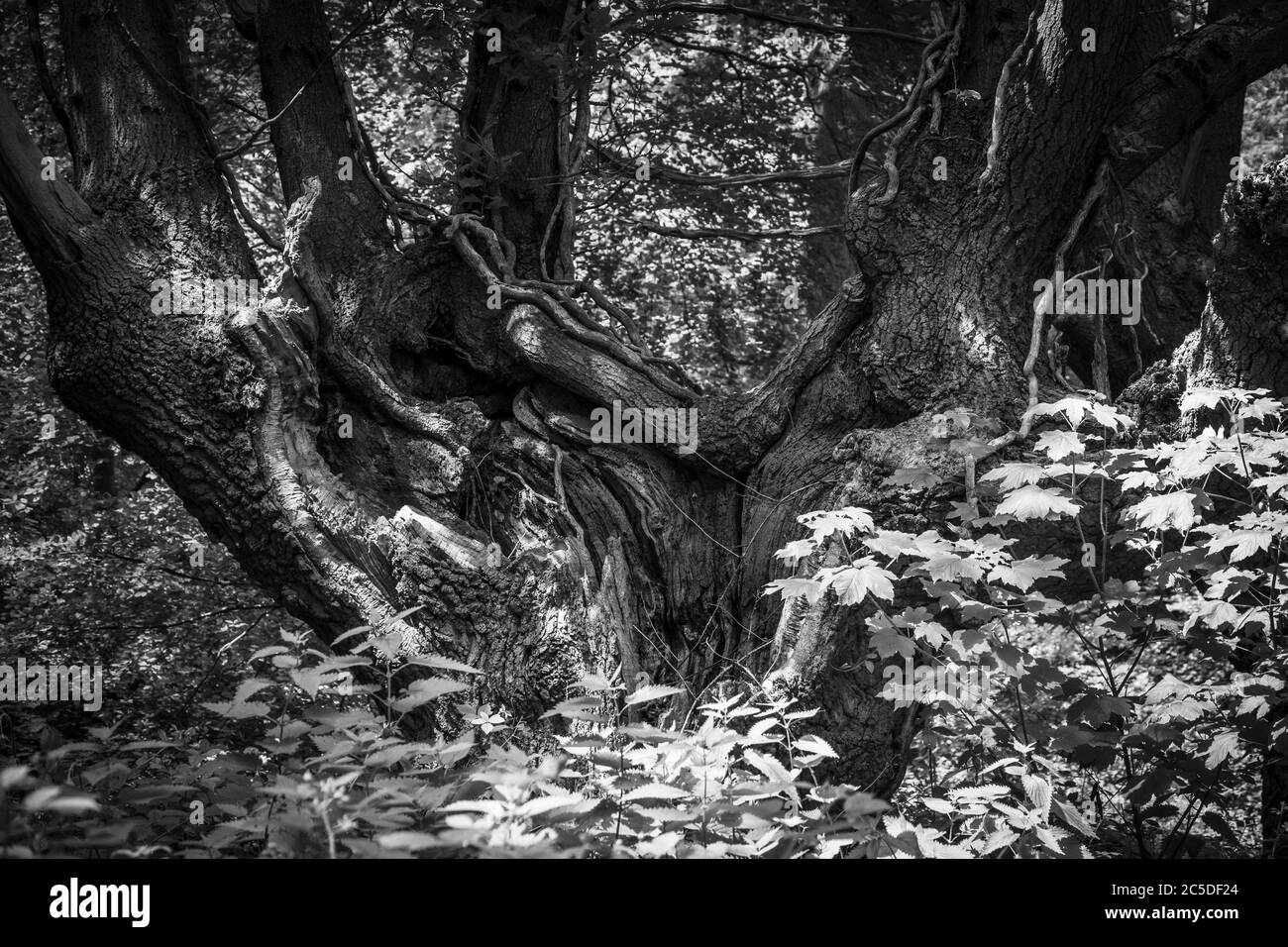 Monochromes Bild der Basis von knorrigen Baum mit weichem Fokus Wald im Hintergrund Stockfoto