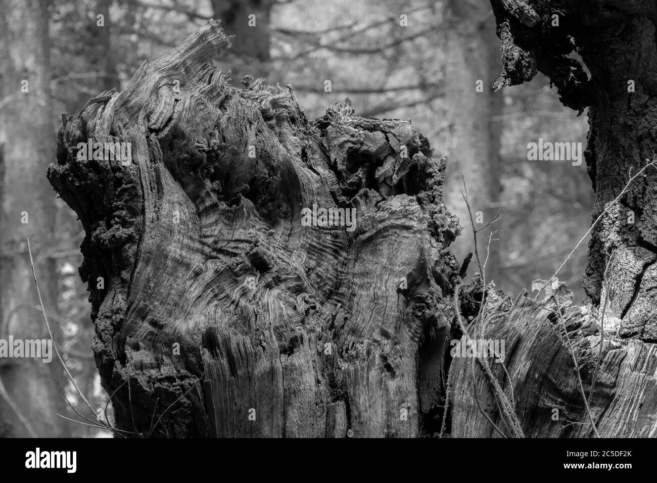 Monochromes Bild der Basis von knorrigen Baum mit weichem Fokus Wald im Hintergrund Stockfoto