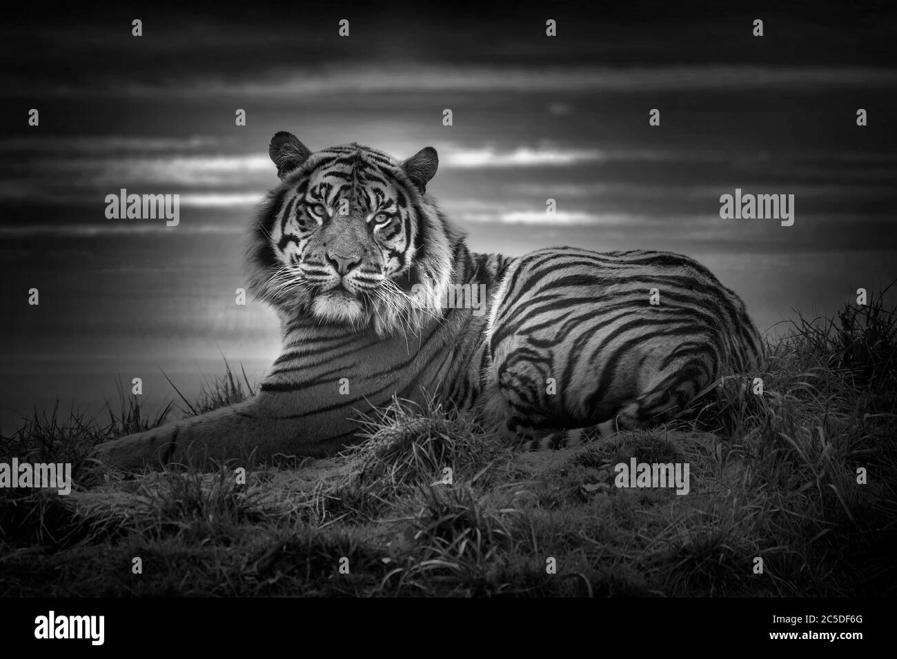 Tiger legt sich in Ruhe und starrt geradeaus Schwarzweiß-Bild schauen Stockfoto