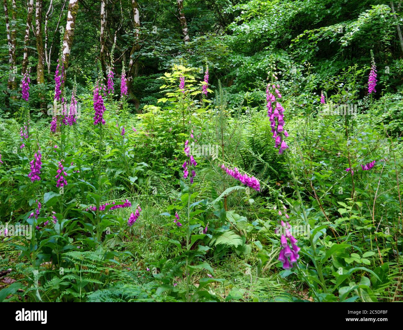 Viele Foxglove Blumen im Wald auf einer Sommerzeit. Lateinischer Name Digitalis purpurea Stockfoto