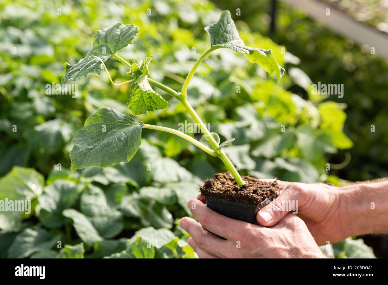Mann Gärtner hält einen Topf von jungen Sämling Gurke im Gewächshaus, hotbeet. Wachsende Pflanze und Gemüse in heißen Bett. Stockfoto
