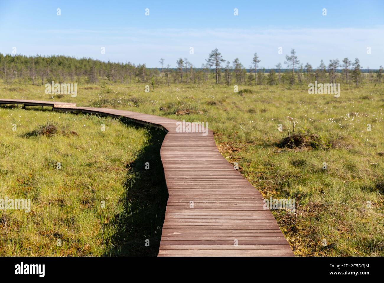 Ökologischer Wanderweg im Nationalpark durch Moormoor, Holzweg durch geschützte Umgebung. Wilder Ort in Sestroretsk, St. Petersbur Stockfoto