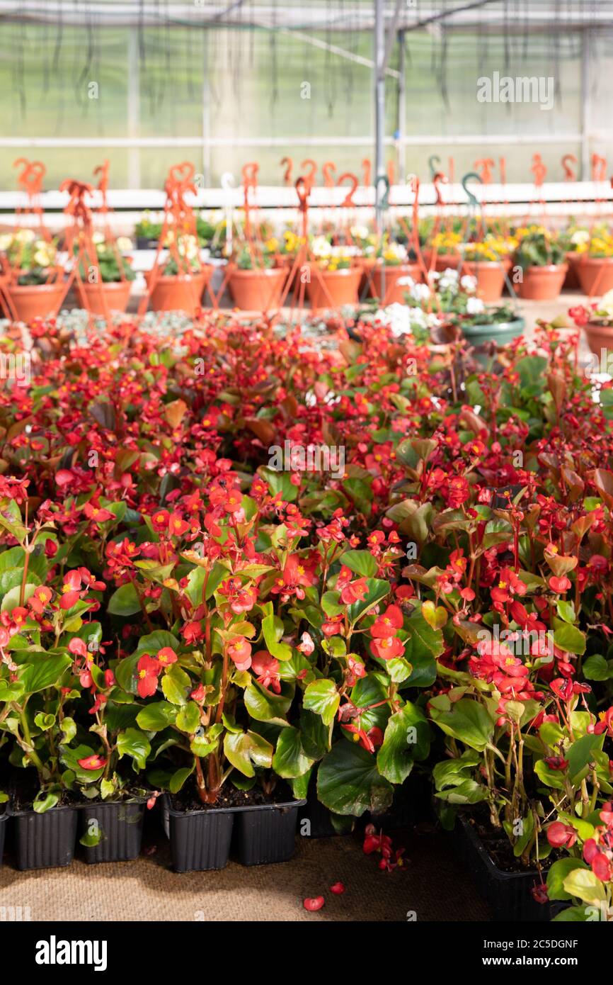 Junge Begonien blüht in den Töpfen, die im Gewächshaus wachsen, den Baumschulpflanzen. Stockfoto