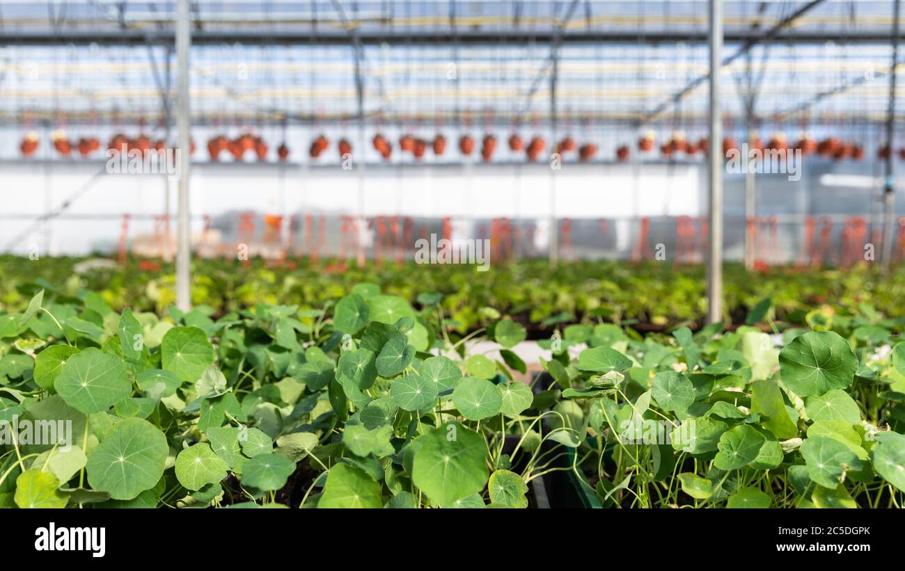 Junge Blumenküsten, die im Gewächshaus wachsen, Baumschule. Grüner Sämling wächst. Stockfoto