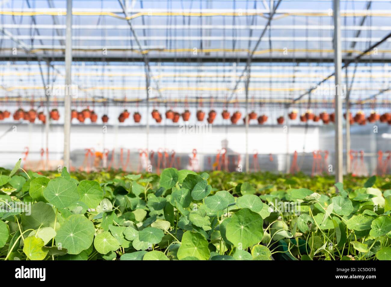 Junge Blumenküsten, die im Gewächshaus wachsen, Baumschule. Grüner Sämling wächst. Stockfoto