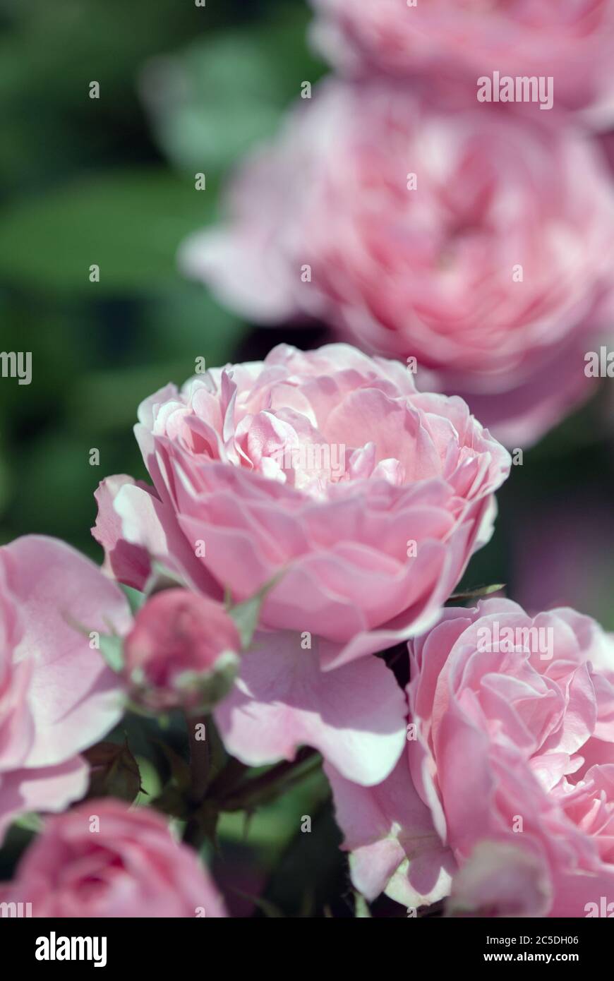 Zarte rosa Rosenblüten im Landschaftsgartendesign, helle rosa Doppelrosen im Sommergarten Stockfoto