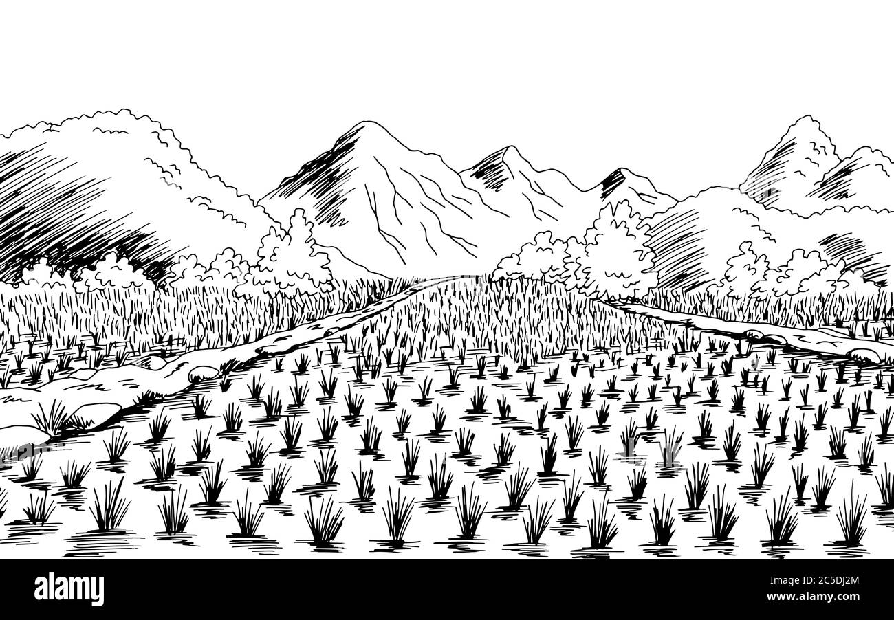 Reisfeld Grafik schwarz weiß Landschaft Skizze Illustration Stockfoto