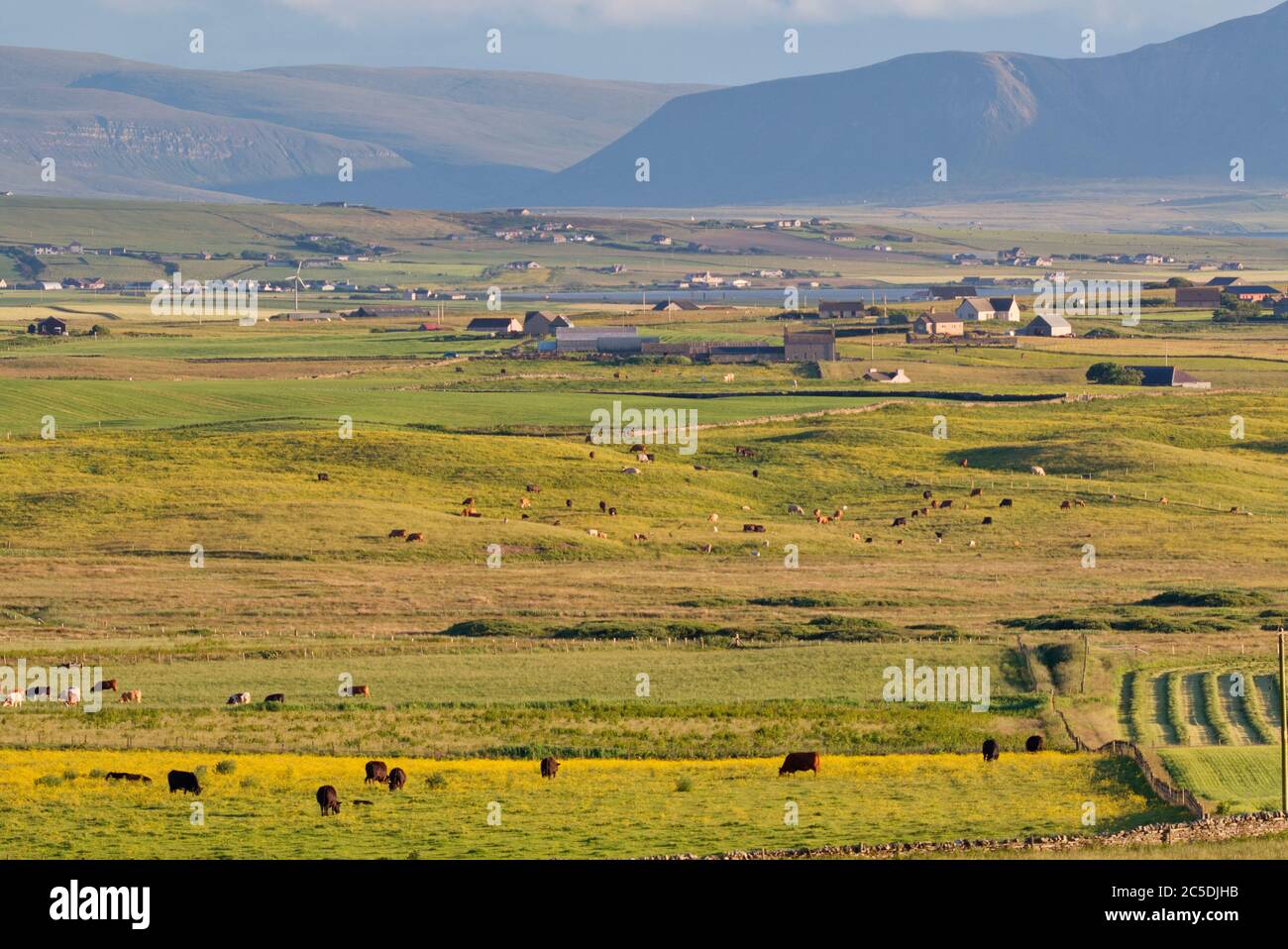 Rinderfarmland, Orkney Festland Stockfoto