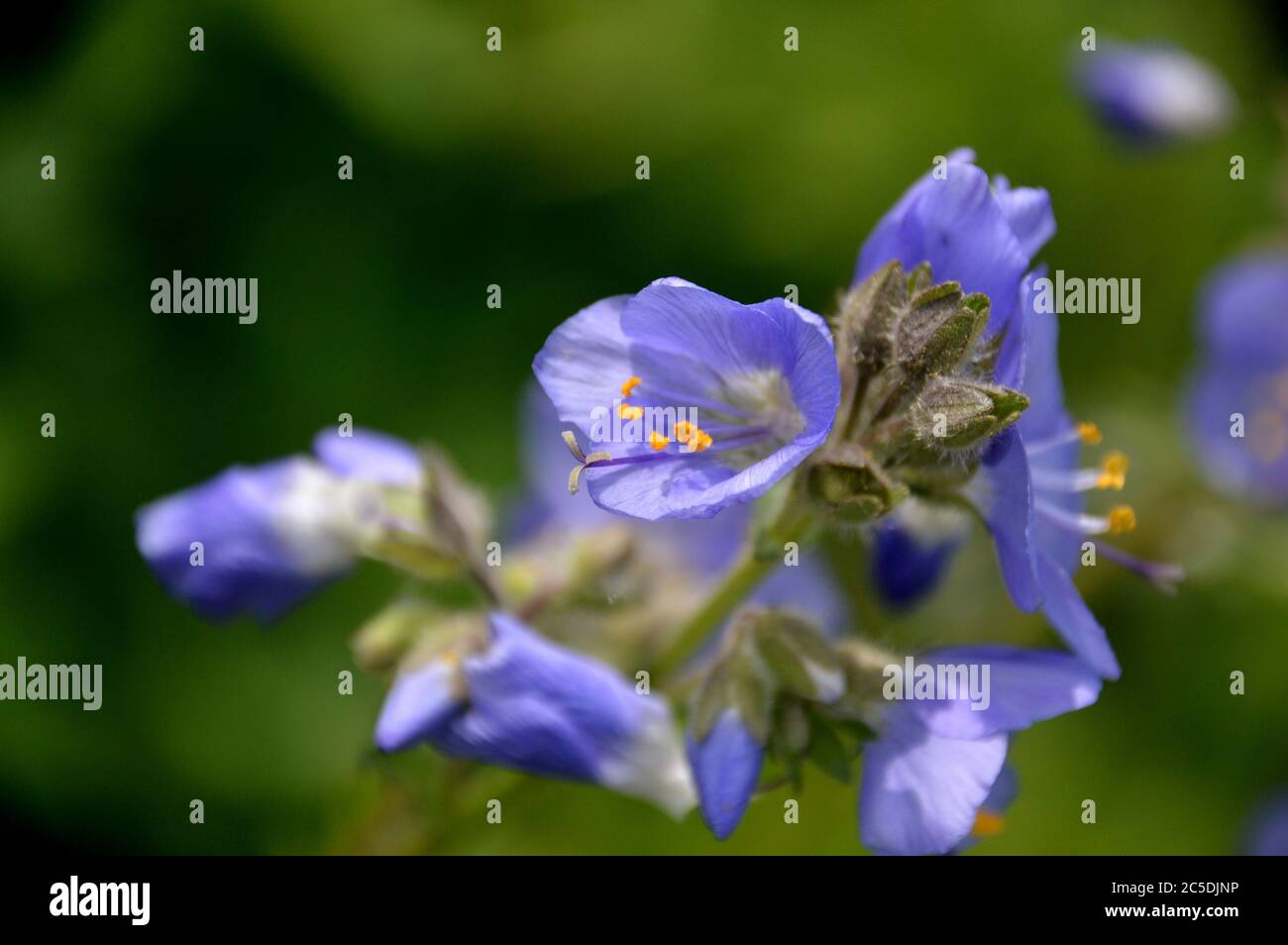 Blue Polemonium caeruleum 'Bambino Blue' (Jacob's Ladder) Blumen in den Grenzen an RHS Garden Harlow Carr, Harrogate, Yorkshire, England gewachsen, Stockfoto