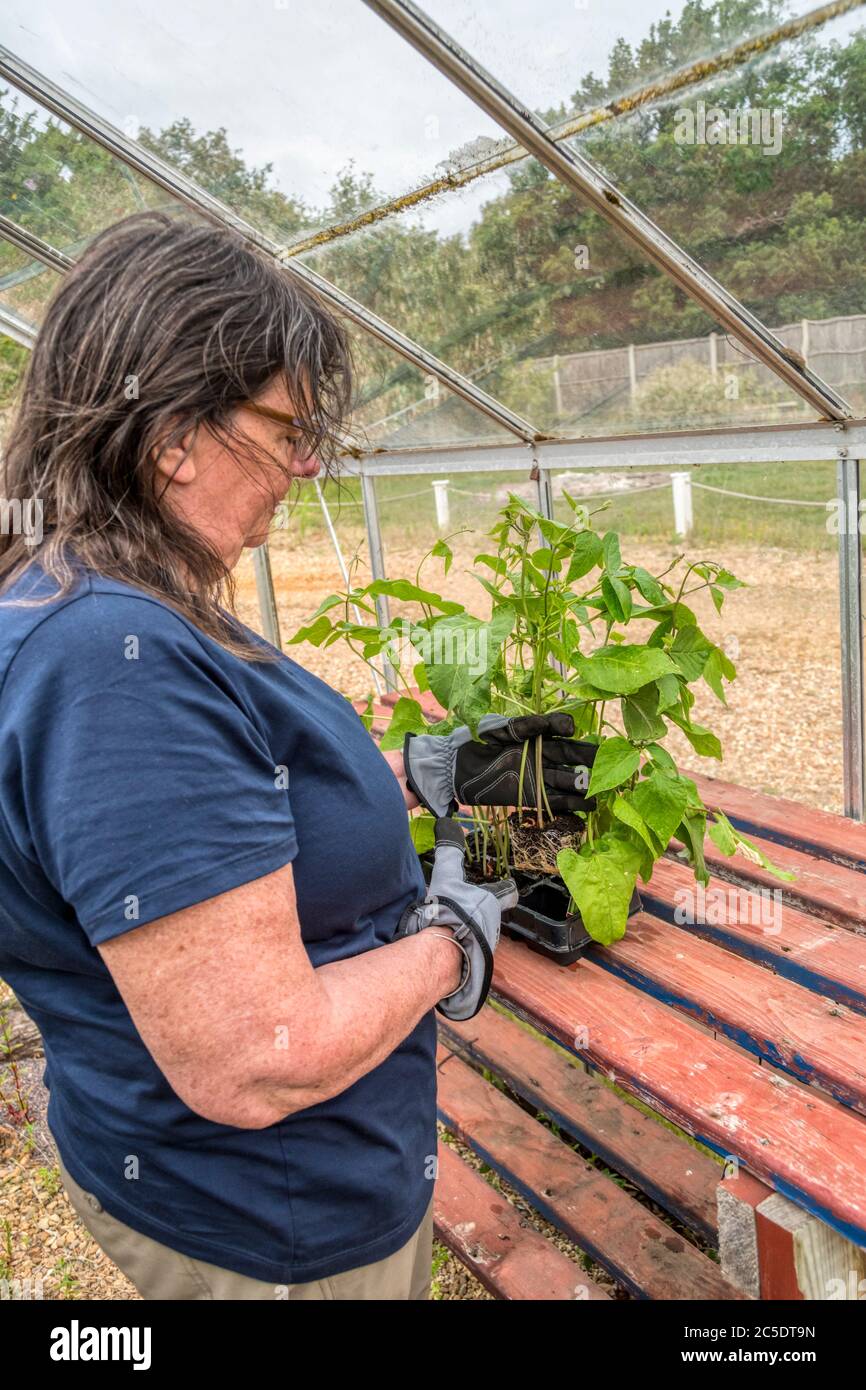 Eine Frau in einem Gewächshaus, die sich darauf vorbereitet, die "Treamline"-Läuferbohnen, Phaseolus coccineus, auszupflanzen. Stockfoto