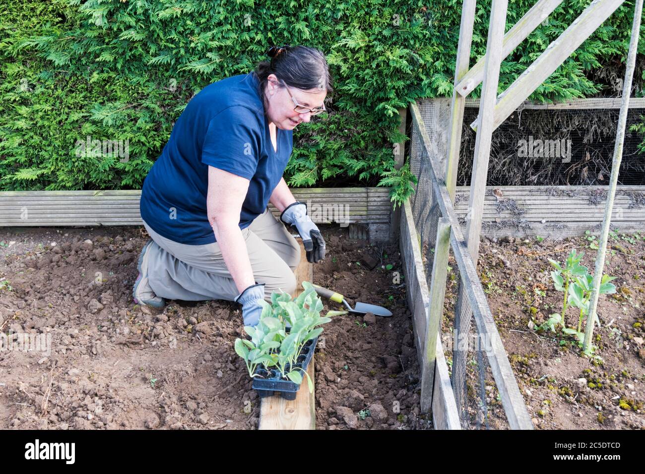 Frau, die Blumenkohl 'White Excel', Brassica oleracea, in einem Gemüsegarten pflanzt. Stockfoto