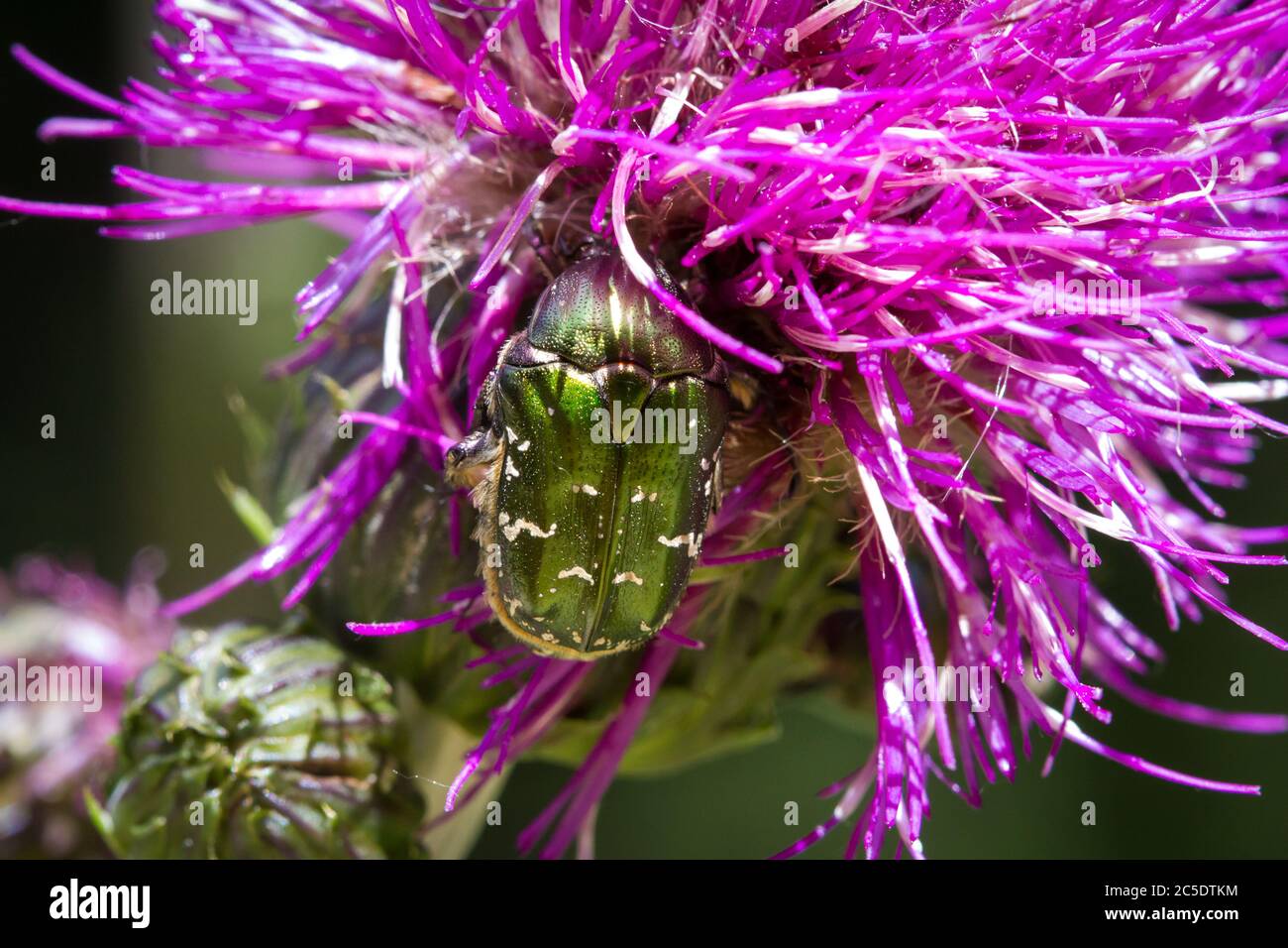 Goldschmiedekäfer, grüner Rosenchafer, Goldglänzender Rosenkäfer (Cetonia aurata) Stockfoto