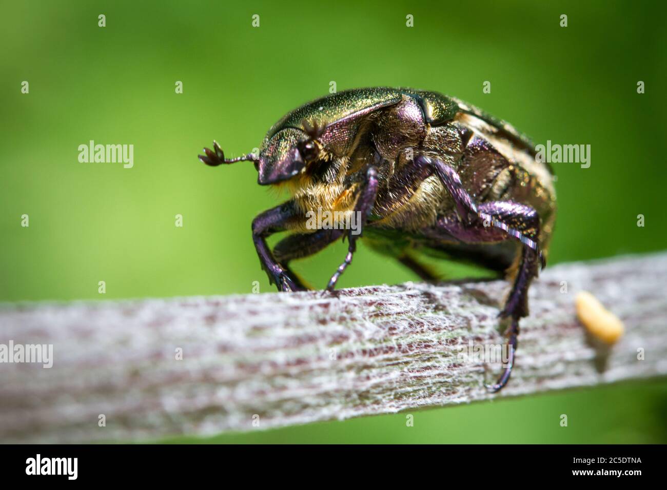 Goldschmiedekäfer, grüner Rosenchafer, Goldglänzender Rosenkäfer (Cetonia aurata) Stockfoto