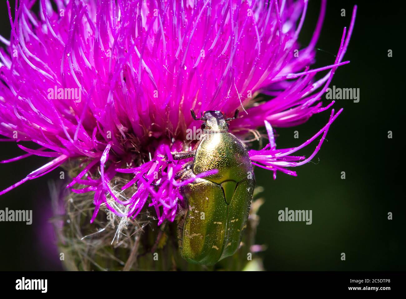 Goldschmiedekäfer, grüner Rosenchafer, Goldglänzender Rosenkäfer (Cetonia aurata) Stockfoto