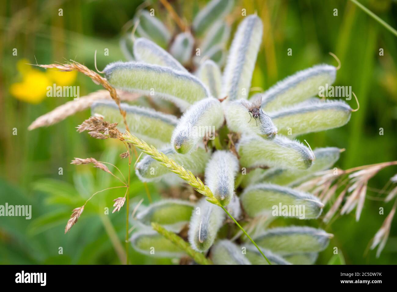 Samen einer Lupinenblume Stockfoto