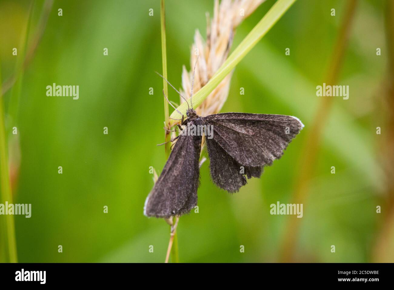 Kleine schwarze Motte Stockfoto