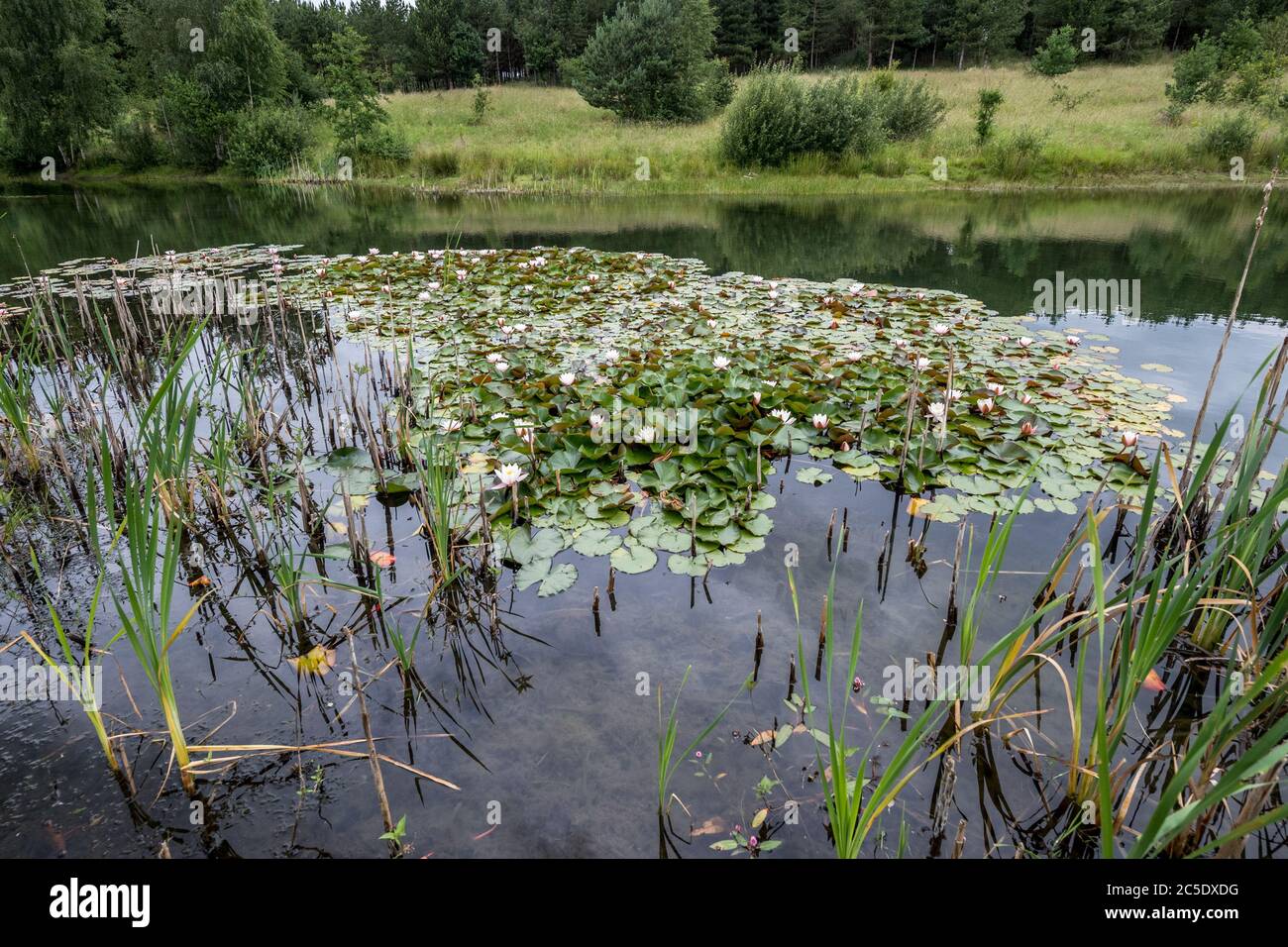 Wilde Seerosen blühen in einem Naturschutzgebiet Teich. Stockfoto