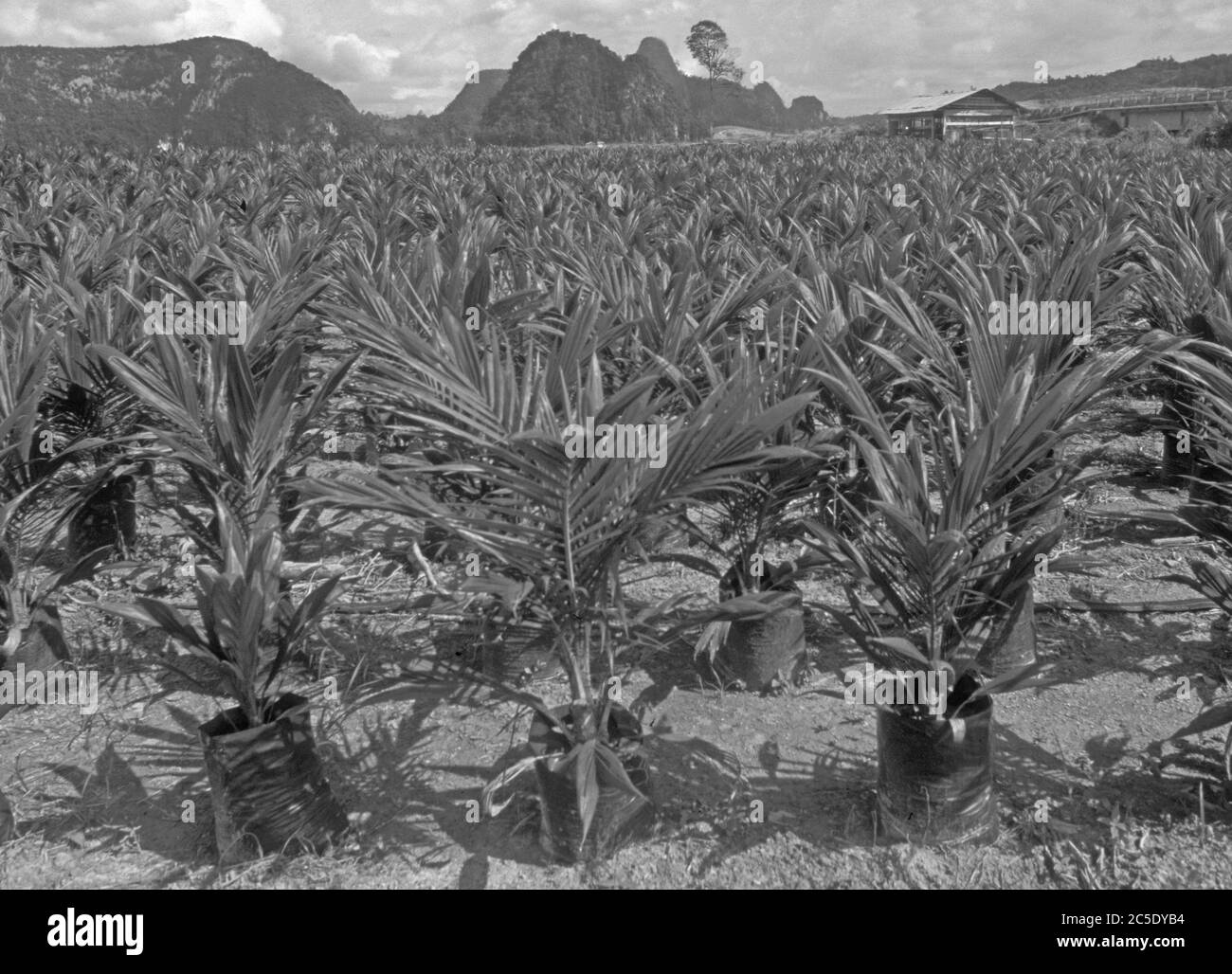 Borneo: Palmoil-Plantagen überall dort, wo vorher war Regen-Wald Stockfoto