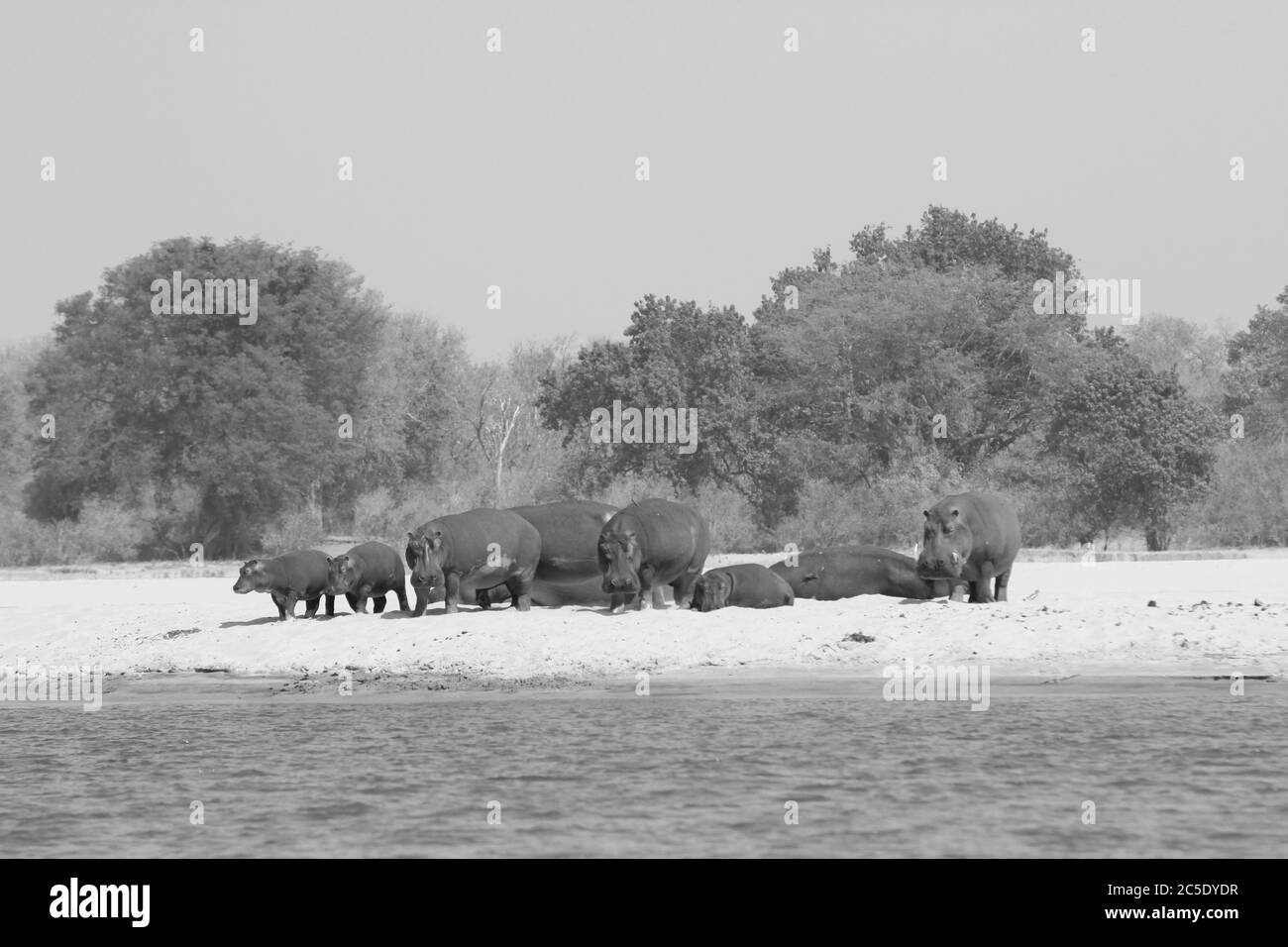 Sambia: Flusspferde stehend und liegend auf einer Sandbank im Lower Zambesi River Stockfoto