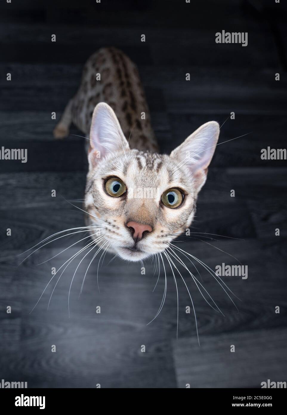 Hochwinkel-Porträt einer neugierigen schwarz-silbernen Tabby-rosettierten bengalischen Katze mit Blick auf die Kamera Stockfoto
