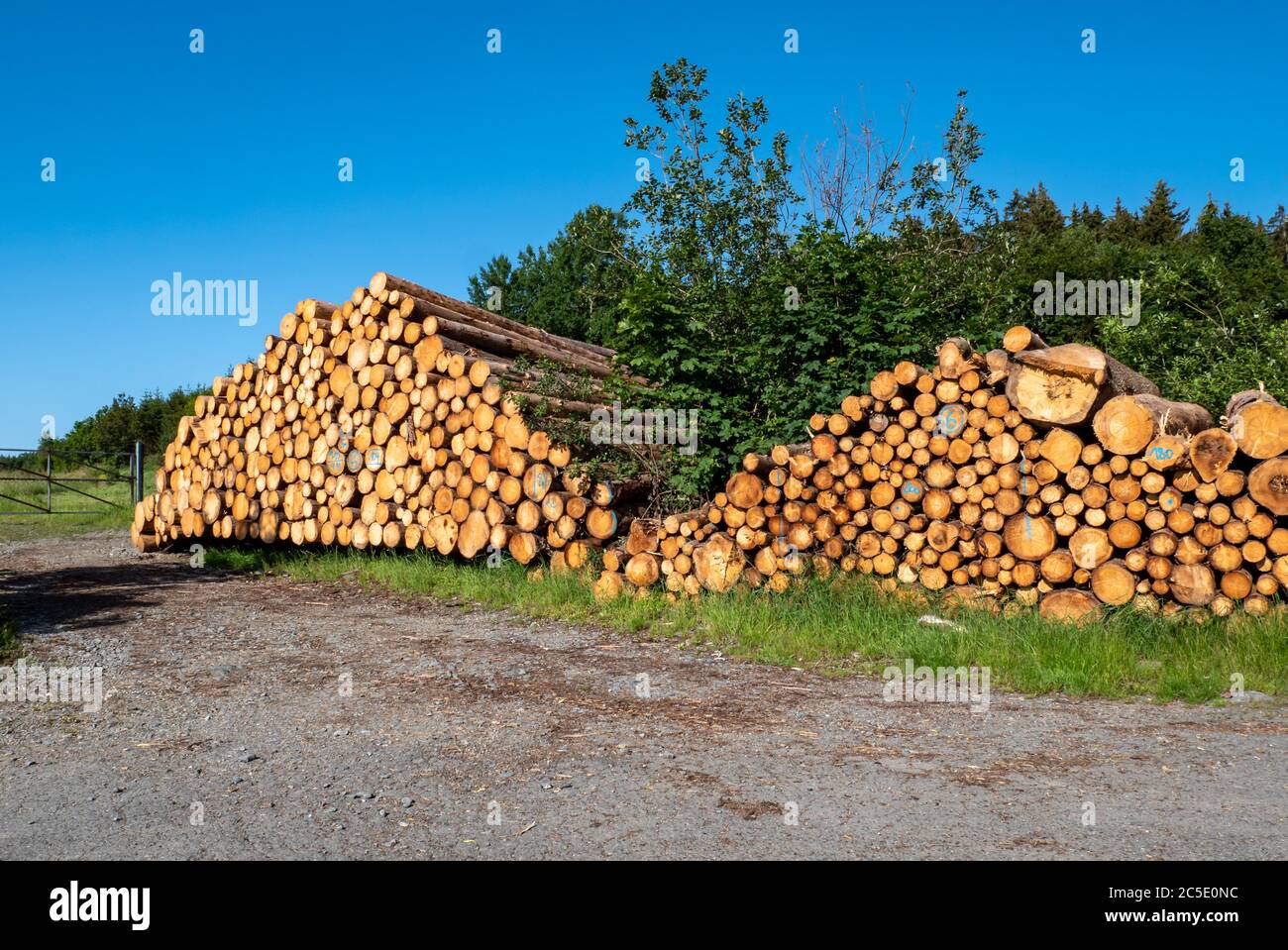 Holz aus der Forstwirtschaft Stockfoto
