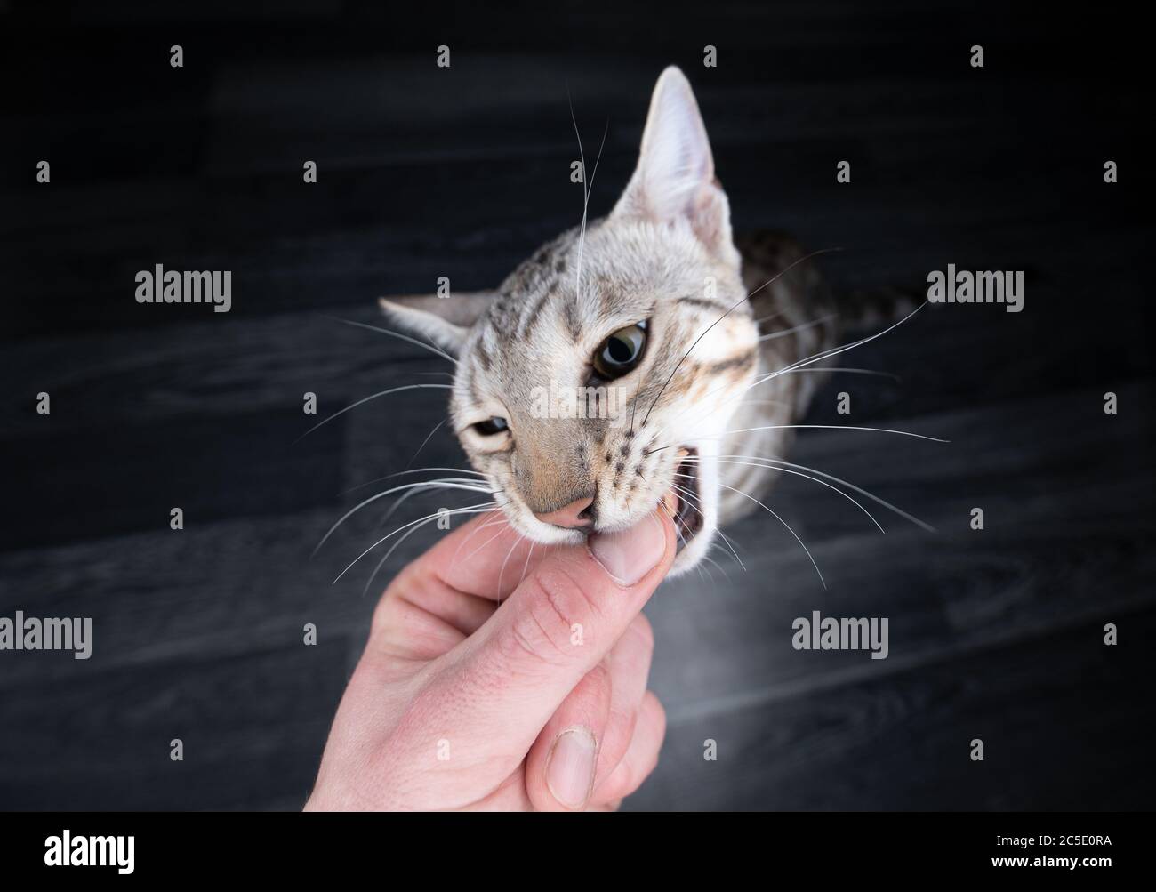 Menschliche Hand, die eine gierige schwarze silberne Tabby-Rosettierte bengalische Katze mit Leckereien füttert. Katze beißt Finger Stockfoto