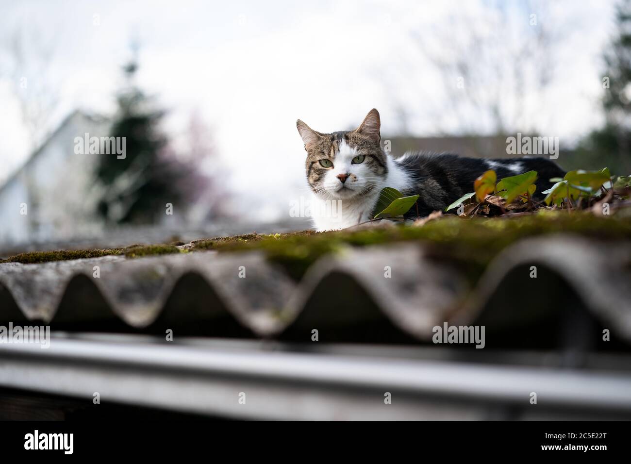Hauskatze ruht auf dem Dach eines Schuppen im Garten Stockfoto