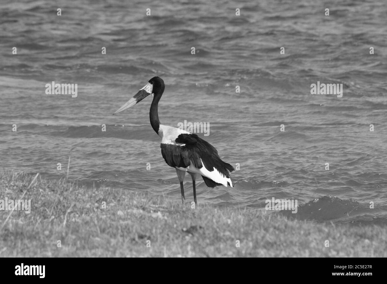 South Township Langa Nationalpark: Sattel-billed Stork. Ephippiorhynchus senegalensis Stockfoto