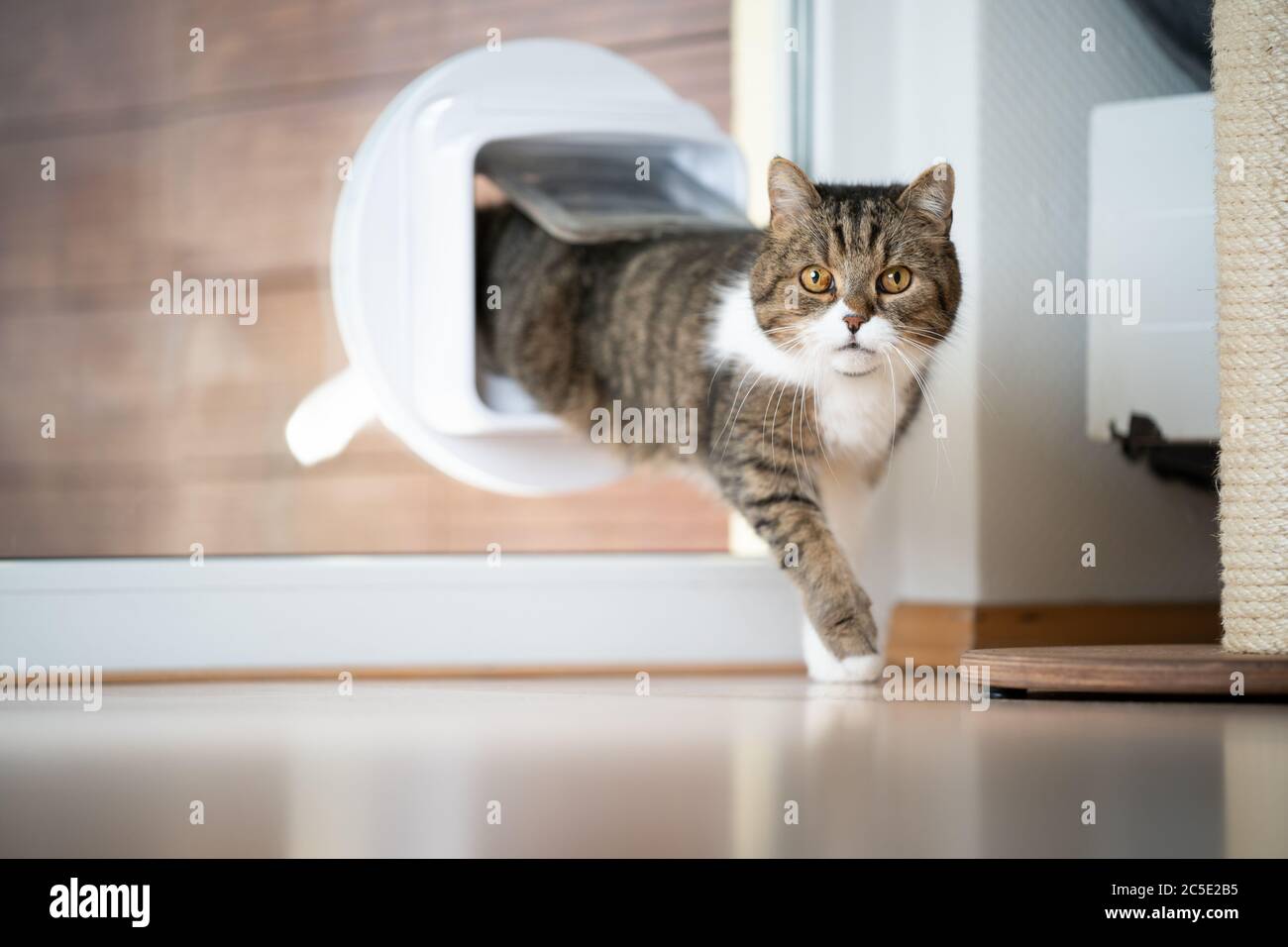 Tabby weiße britische Kurzhaarkatze kommt nach Hause, betritt den Raum durch Katzenklappe im Fenster und schaut auf die Kamera Stockfoto