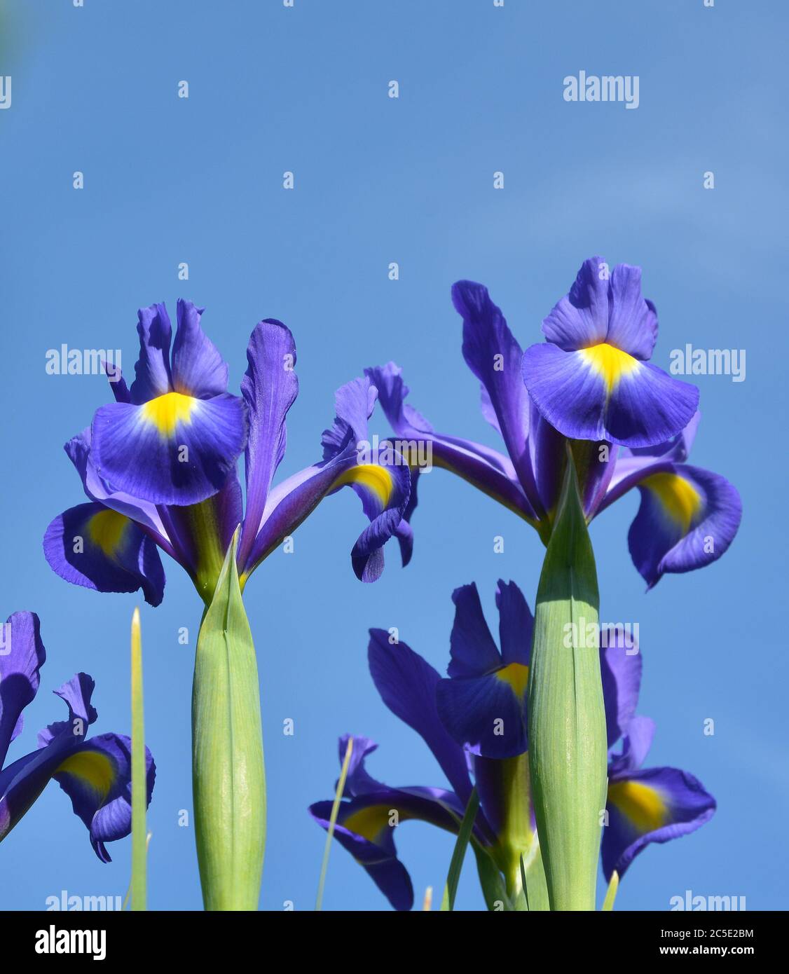 Zwei Iris Blumen in einem Sommergarten Stockfoto