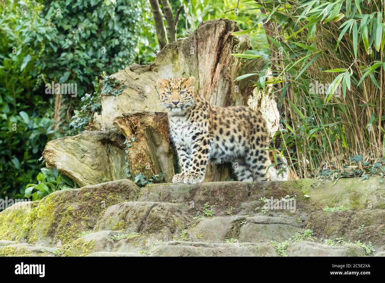 Amur Leopard Cub (Panthera pardus orientalis) Stockfoto