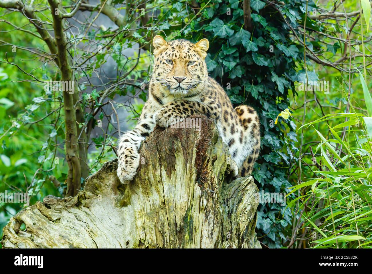 Amur-Leopard (Panthera Pardus Orientalis) Stockfoto