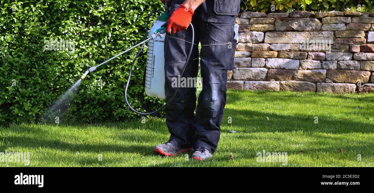 Weedizid Spray auf das Unkraut im Garten. Spritzen Pestizid mit tragbaren  Sprüher Garten Unkraut im Rasen zu beseitigen. Pestizideinsatz ist  gefährlich Stockfotografie - Alamy