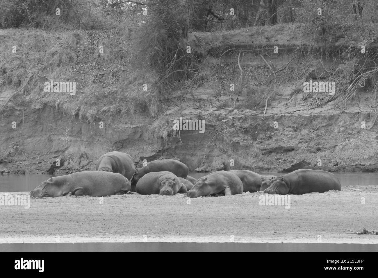 Faul Flusspferde Festlegung auf einer Sandbank am unteren Sambesi Fluss Stockfoto