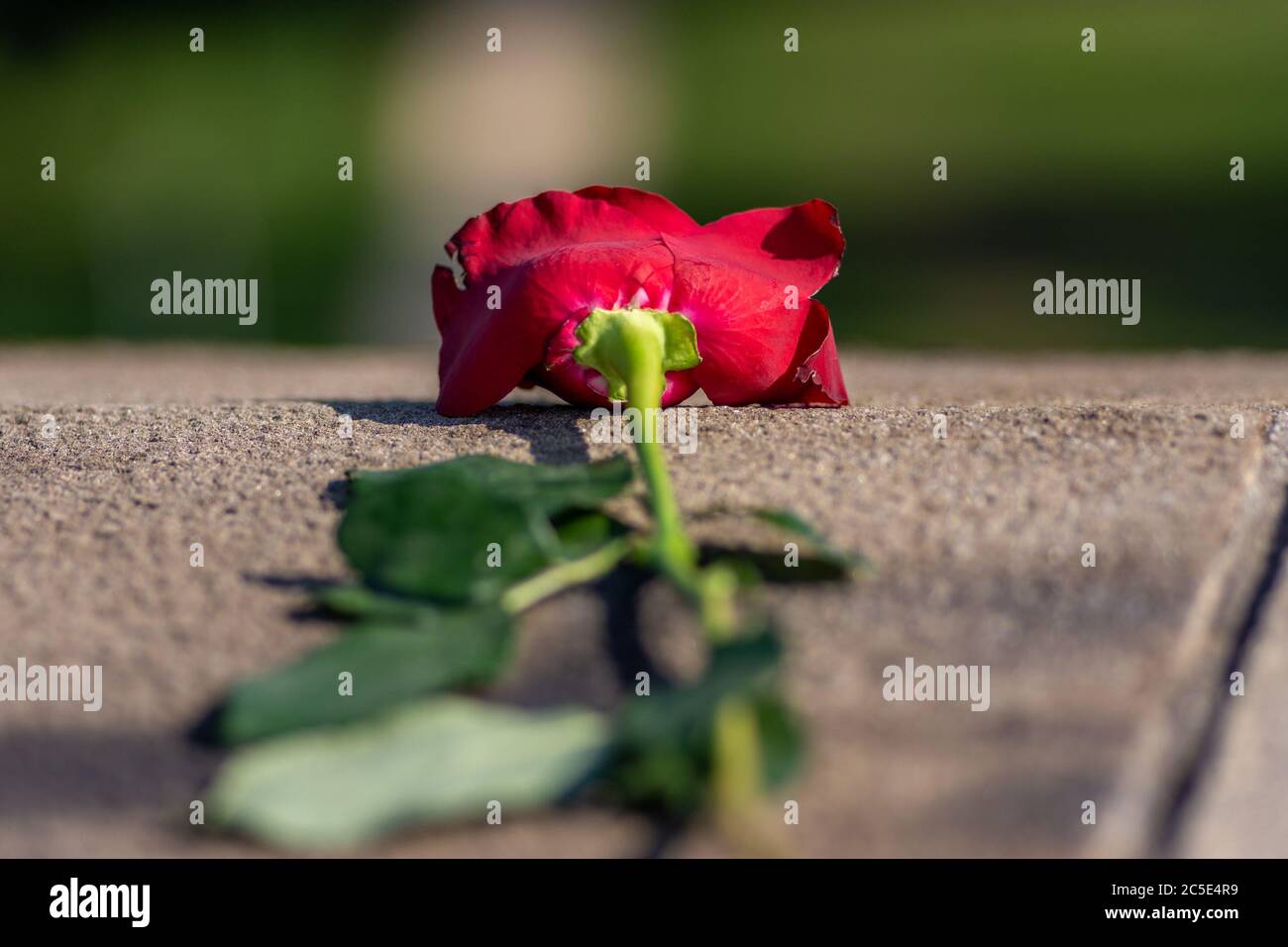 Abgelegte rote Rose links auf der Betonbalustrade, Symbol der unerfüllten Liebe (einseitige Liebe) Stockfoto