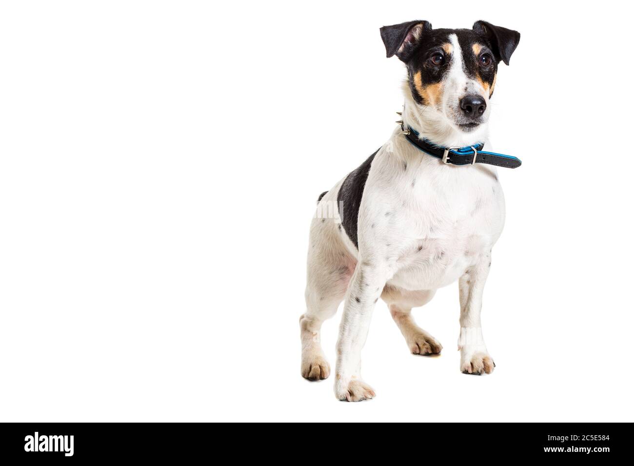 Fox Terrier posiert im Studio auf weißem Hintergrund. Isoliert Stockfoto