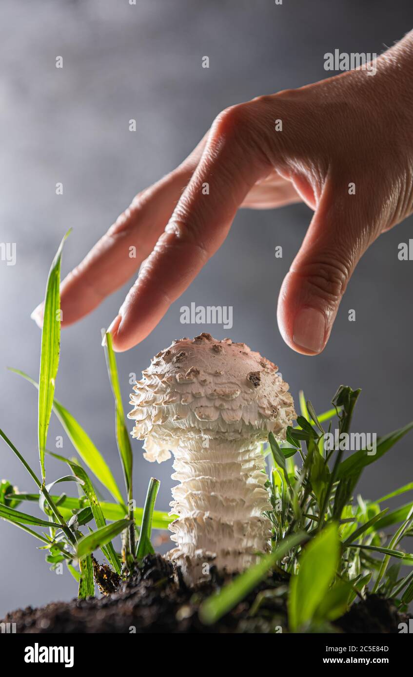 Nahaufnahme eines kleinen weißen Amanita Pilzes auf grau. Es ist eine seltene Sorte von amanita, genannt vittadinnii. In einigen Ländern als essbar angesehen. Hand o Stockfoto