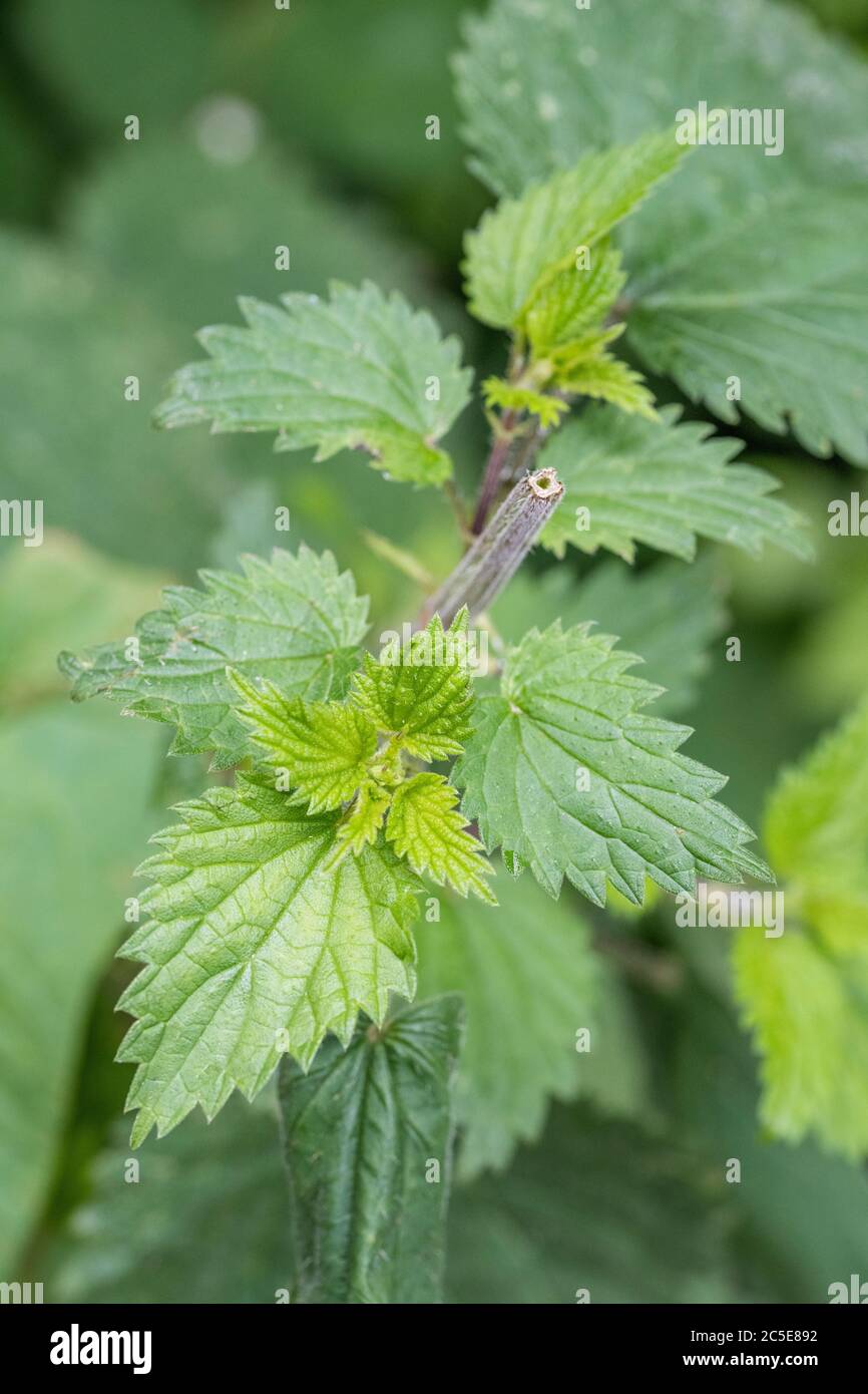 Neue junge Brennnessel / Urtica dioica Blätter gebildet, nachdem sie zurück im Frühsommer geschnitten. Diese sekundären hellgrünen Blätter können gefressen und als Nahrung gegessen werden. Stockfoto