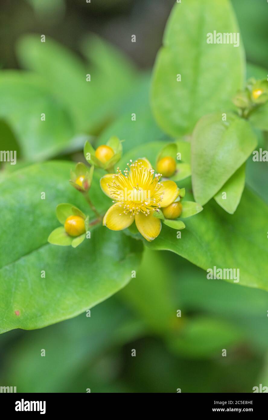 Makrogelbe Blume von tutsan / Hypericum androsaemum in Sonnenschein. Tutsan wurde als Heilpflanze für Kräuterwunde verwendet. Ist mit dem Johanniskraut verwandt. Stockfoto