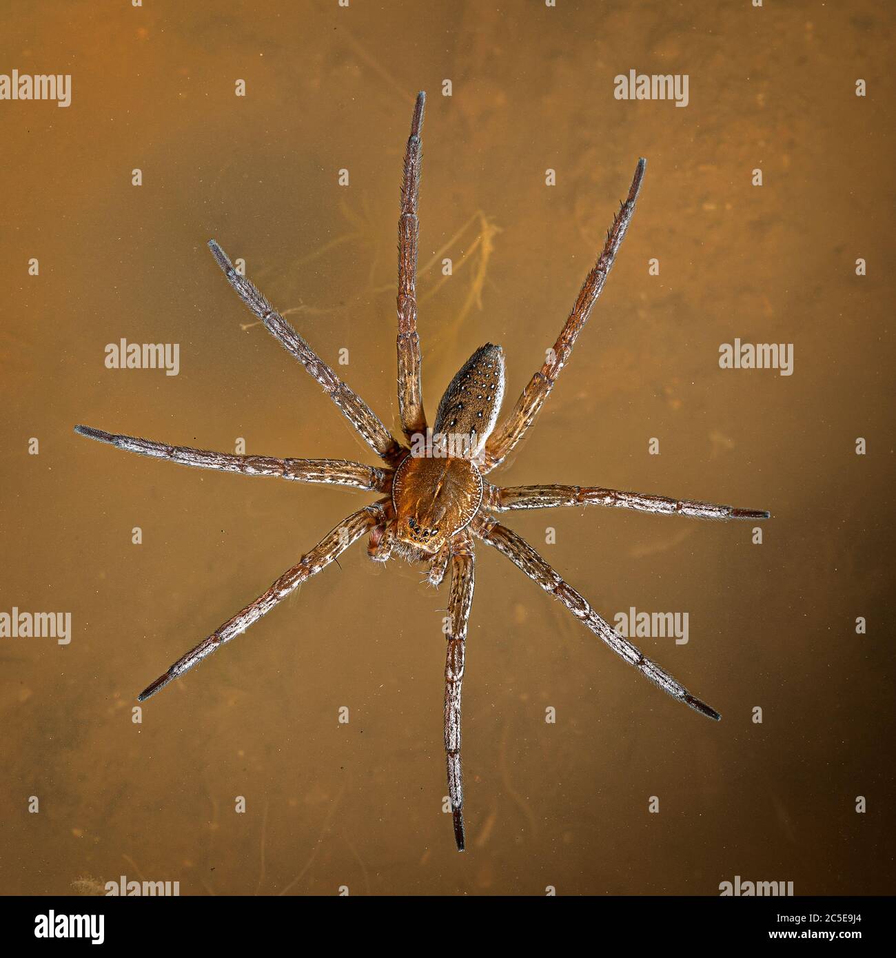 Floß-Spinne (Dolomedes Fimbriatus) Stockfoto