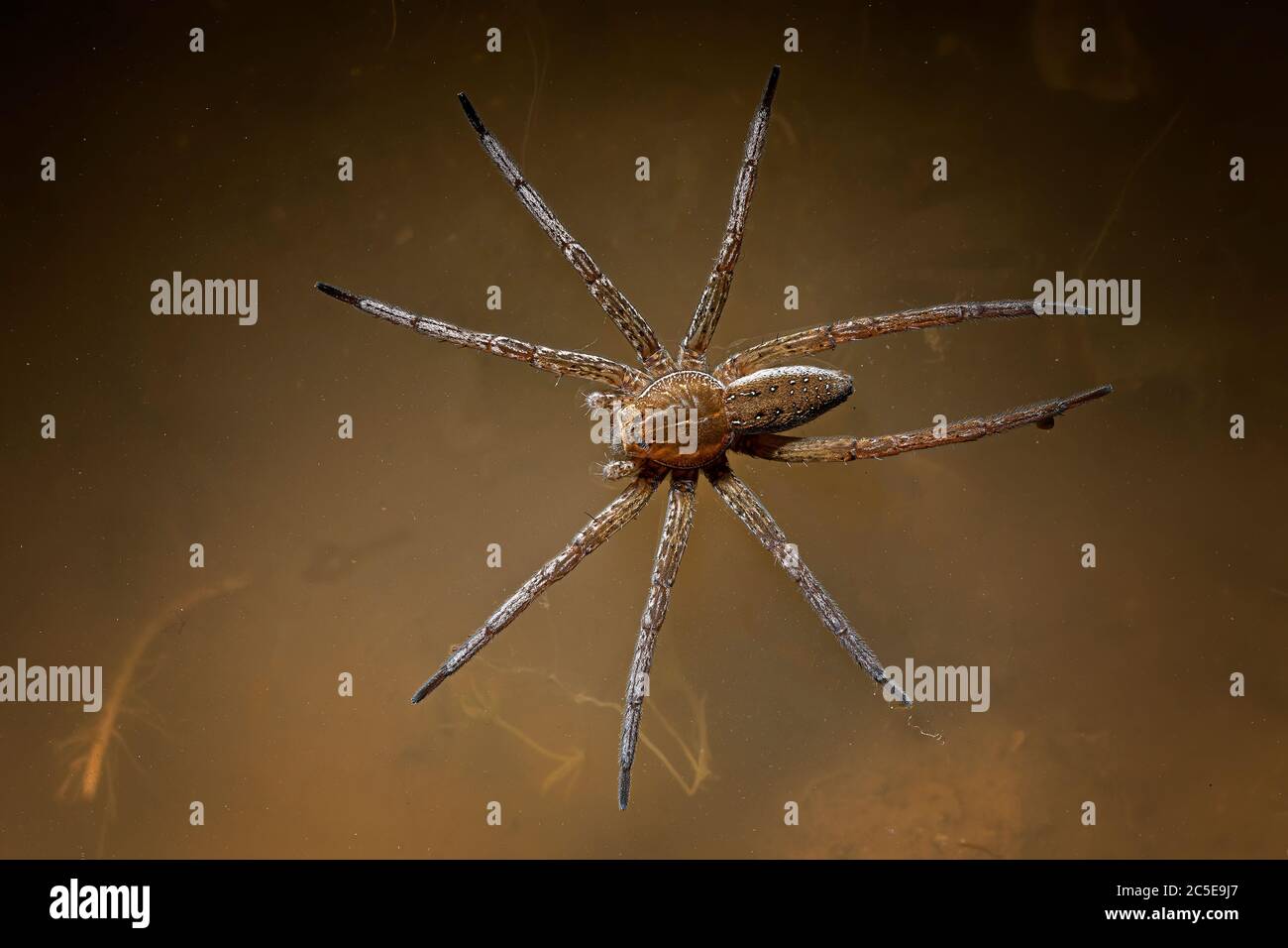 Floß-Spinne (Dolomedes Fimbriatus) Stockfoto