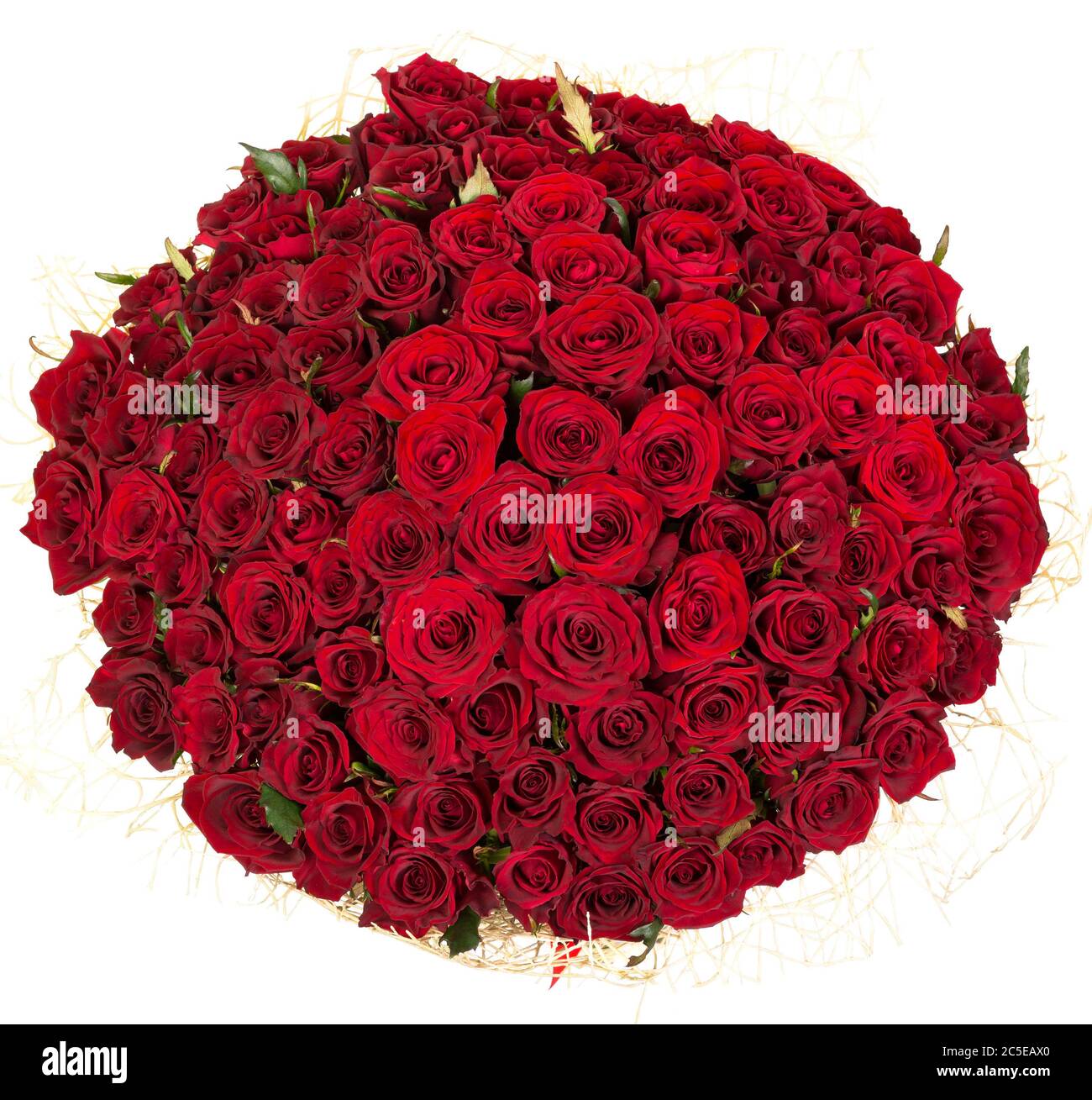 Strauß roter Rosen isoliert auf weißem Hintergrund Stockfoto