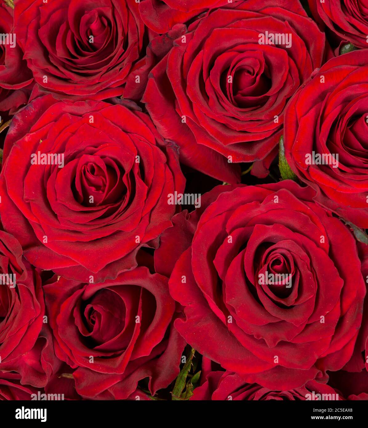 Natürliche rote Rosen Hintergrund Stockfoto