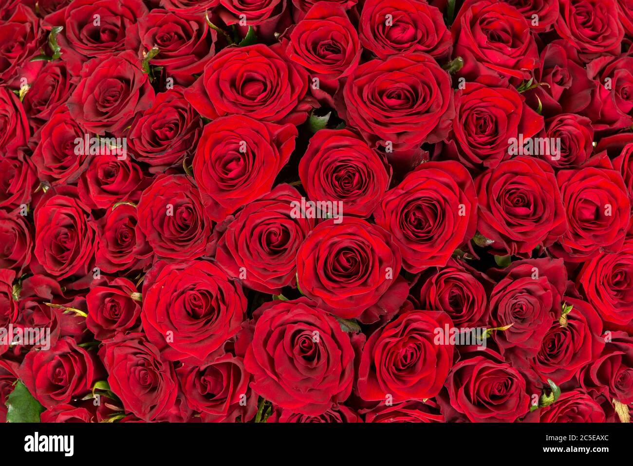 Natürliche rote Rosen Hintergrund Stockfoto