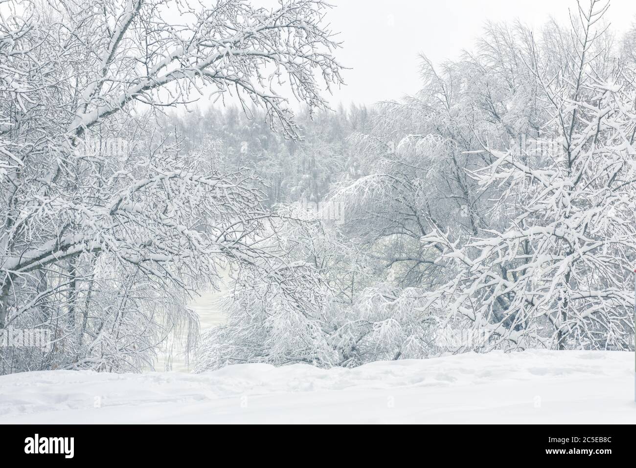 Winterlandschaft, Moskau, Russland. Panorama von schönen Bäumen bedeckt frischen Schnee. Landschaft des Stadtparks am Fluss nach Schneefall. Landschaftlich schöner Blick auf den blauen Sno Stockfoto