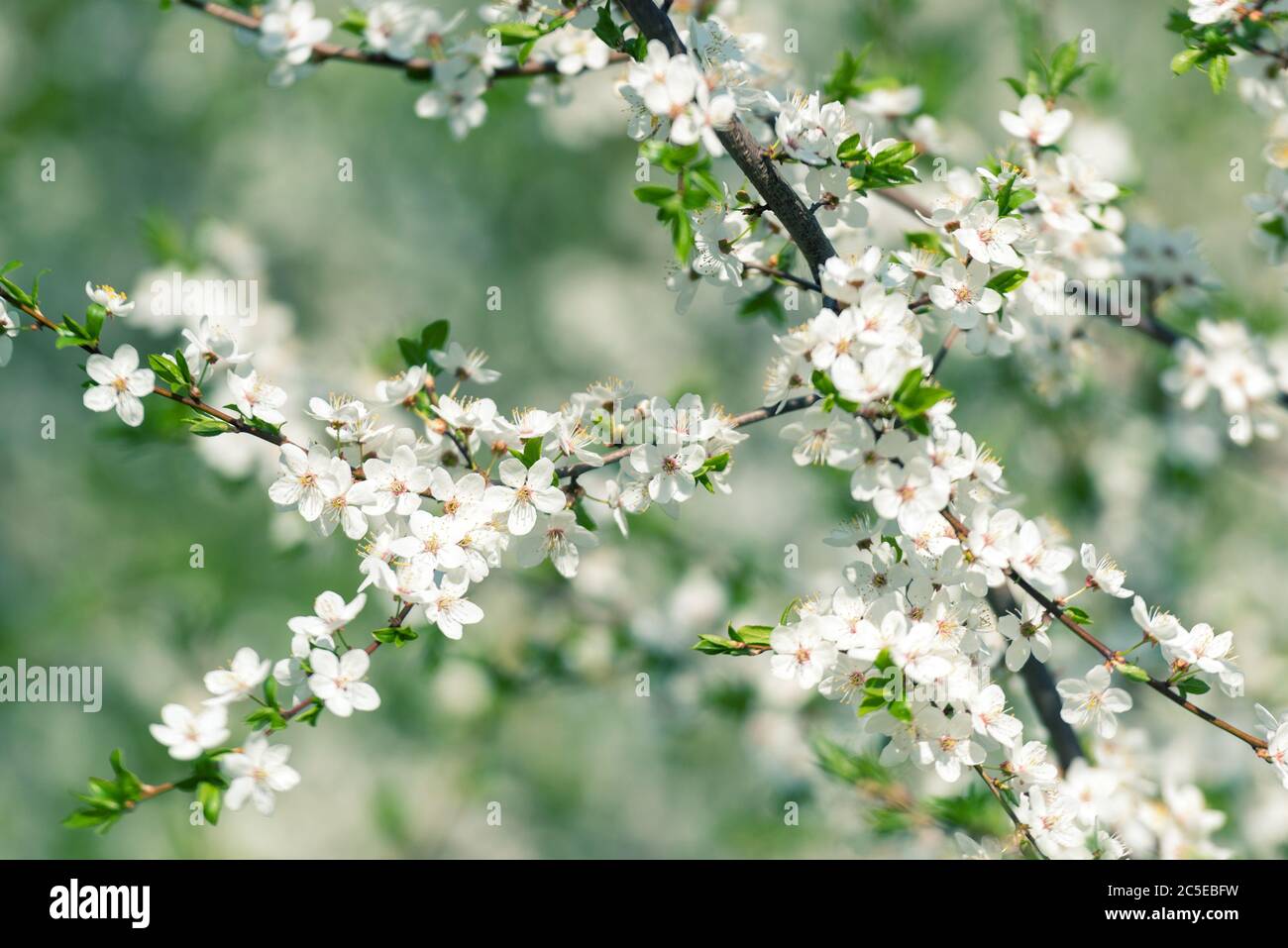 Blumen der Kirschblüten an einem Frühlingstag Stockfoto