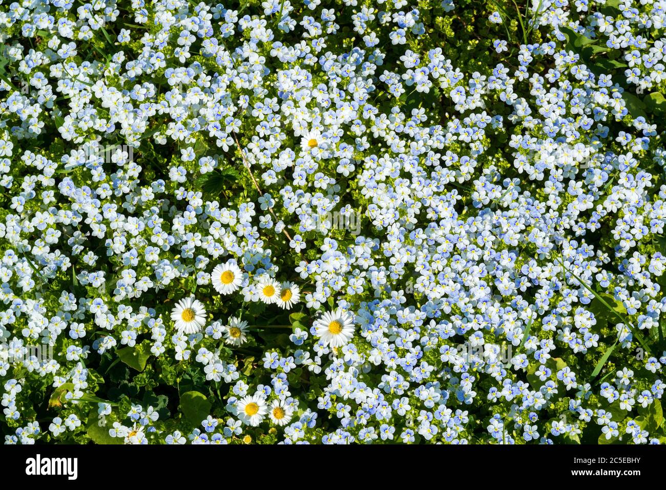 Hintergrund von vielen Vergiss-mich-nicht und Gänseblümchen Blumen Stockfoto