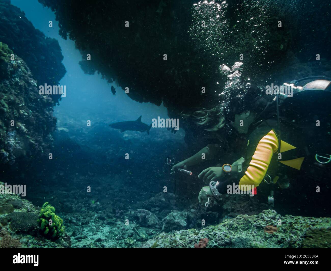 Taucher sind begeistert, einen Weißspitzenriffhai an einem tropischen Korallenriff auf Gato Island, Malapascua, Philippinen, zu sehen. Gesundes Riff in der Mitte des Korallendreiecks Stockfoto