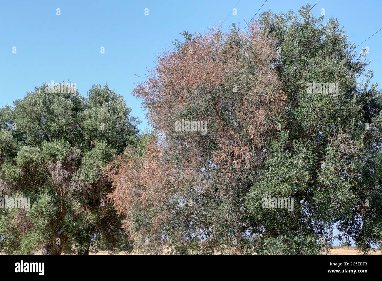 Olivenbaum, der von dem Bakterium Xylella fastidiosa in Apulien betroffen  ist Stockfotografie - Alamy